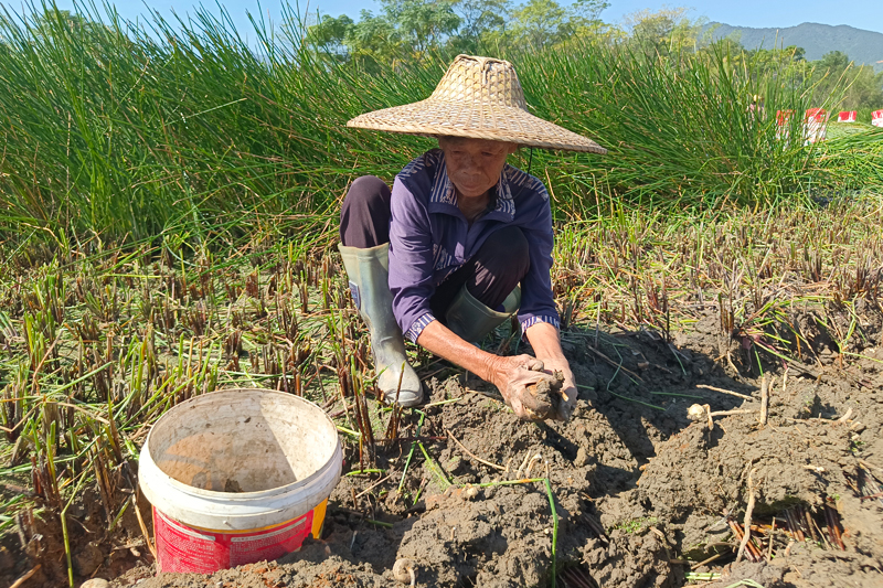 群眾正在采挖馬蹄。