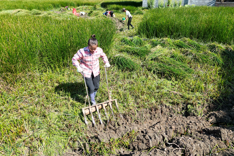 群眾正在采挖馬蹄。
