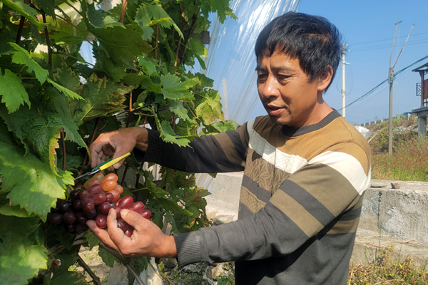 種植戶鄧春華在采摘紅提。