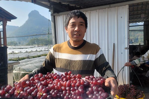 種植戶鄧春華在打包紅提，銷往外地。