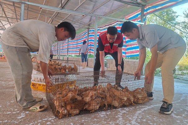 下甲鎮(zhèn)加西村駐村工作隊引進(jìn)雞苗發(fā)展林下養(yǎng)雞產(chǎn)業(yè)。凌云縣委宣傳部供圖