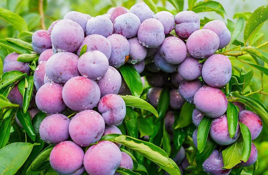 天峨龍灘珍珠李