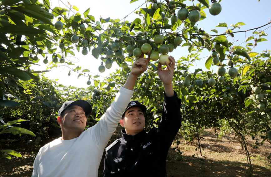 民警幫助果農(nóng)采摘成熟果實(shí)。