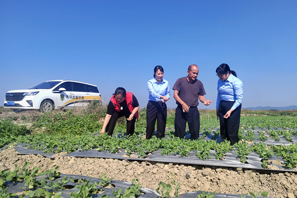 八步區(qū)市場監(jiān)管部門工作人員到供港蔬菜基地指導(dǎo)農(nóng)產(chǎn)品豆杯申報認(rèn)證。