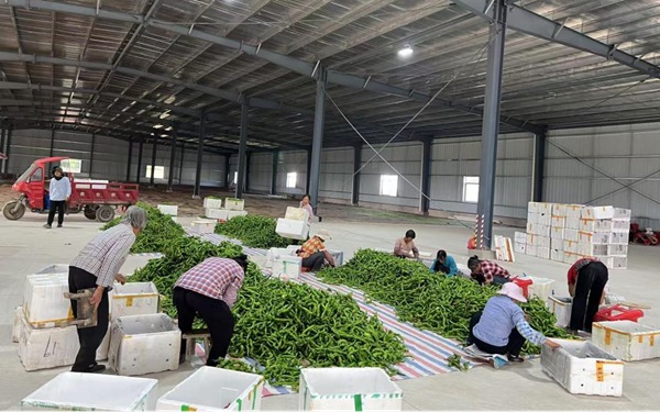 倉庫里，村民們正忙著對(duì)采摘回來的小隴椒進(jìn)行分揀、稱重