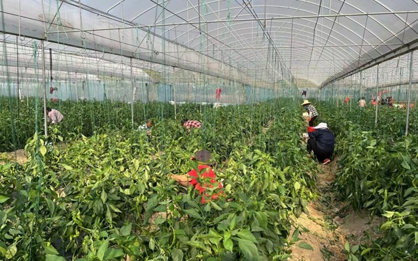 玉州區(qū)：大棚辣椒喜豐收 椒香四溢富鄉(xiāng)村