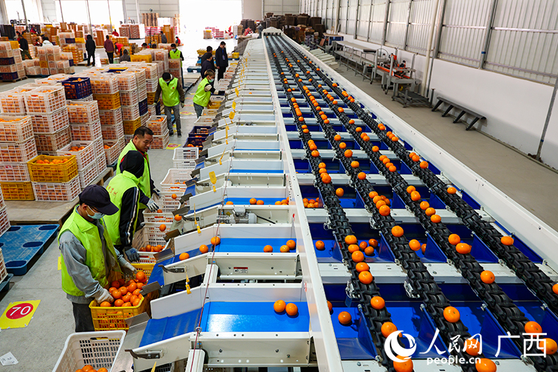 沃柑自動化分揀線。人民網(wǎng) 梁章暉攝