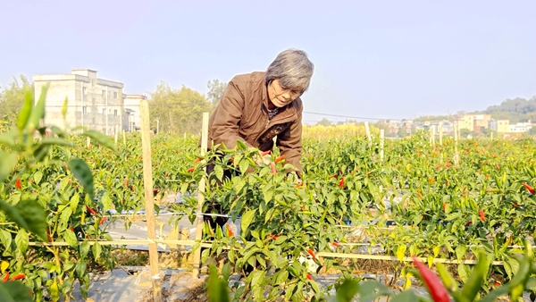 工人正在采摘辣椒。