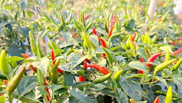 長(zhǎng)勢(shì)良好的辣椒。