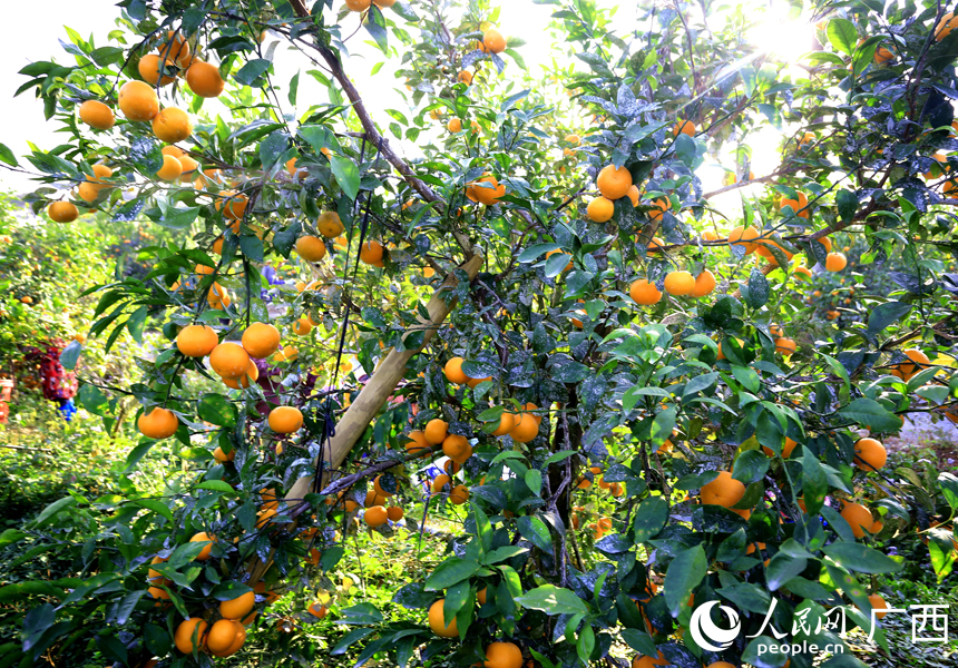 沃柑掛滿枝頭。人民網(wǎng)記者 王勇攝