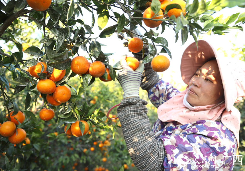 果農(nóng)正在采摘沃柑。人民網(wǎng)記者 王勇攝