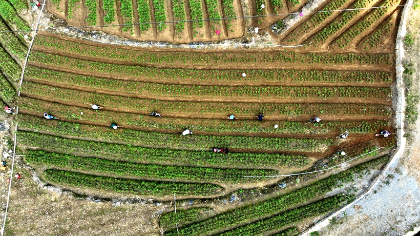 務(wù)工群眾在管護韭菜田。黎玉聰攝