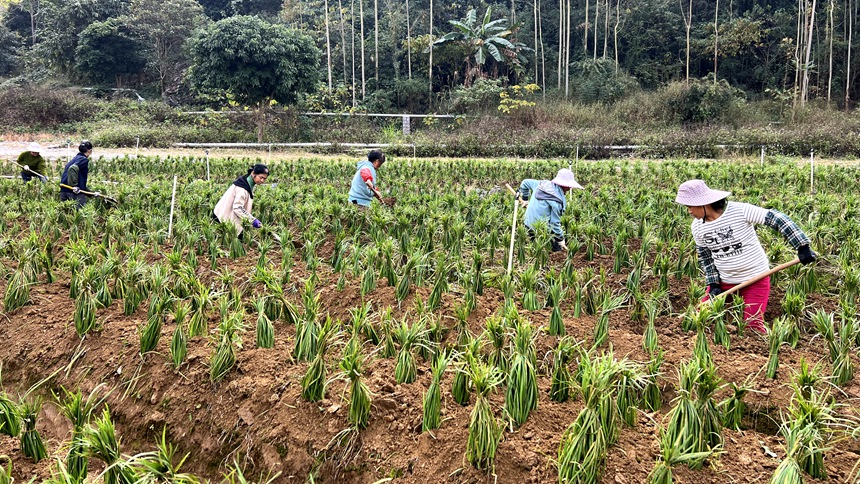務(wù)工群眾在進行培土。黎玉聰攝