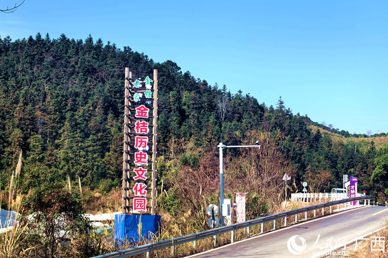 才妙村的金桔種植歷史悠久，是著名的“金桔老家”。人民網(wǎng)記者 覃心攝