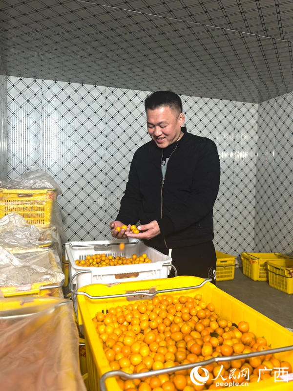 覃林清點冷庫里的金桔。人民網(wǎng)記者 覃心攝