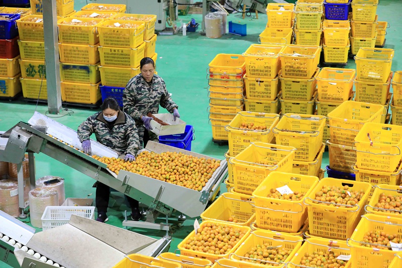 在廣西柳州市融安縣桂北農(nóng)產(chǎn)品電商園，工人們在金桔分揀和包裝生產(chǎn)線上作業(yè)。譚凱興攝