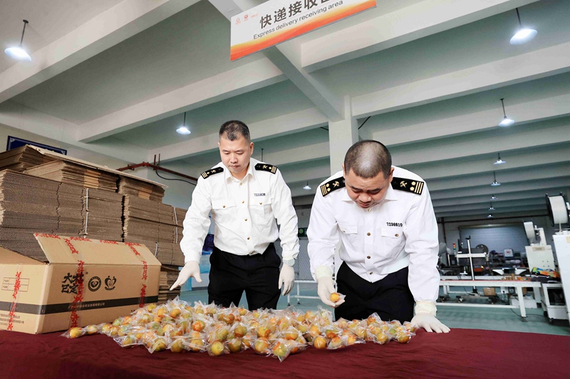 2024年11月18日，在廣西融安螞蟻農(nóng)業(yè)發(fā)展有限公司生產(chǎn)車間，柳州海關(guān)工作人員對即將出口的融安金桔進(jìn)行現(xiàn)場查驗。譚凱興攝