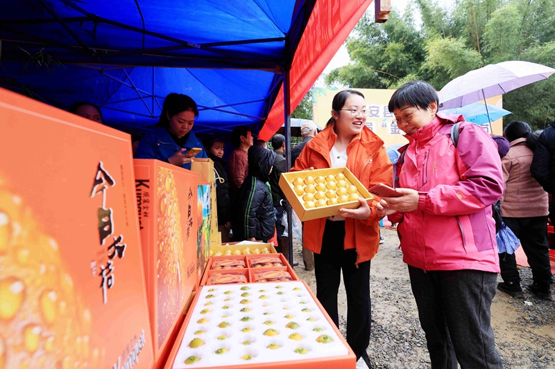 融安縣大將鎮(zhèn)才妙村舉辦第五屆“金桔老家”桔源節(jié)。