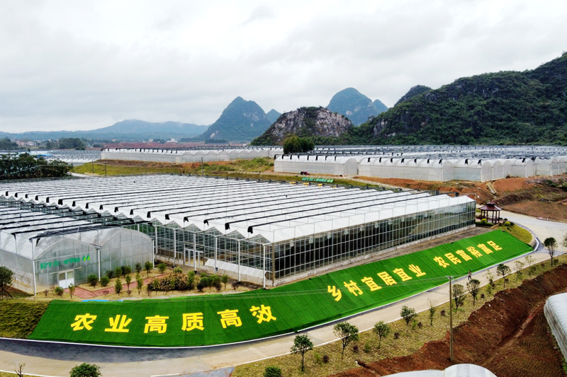 平桂區(qū)現(xiàn)代設(shè)施農(nóng)業(yè)產(chǎn)業(yè)園中紅種植基地。
