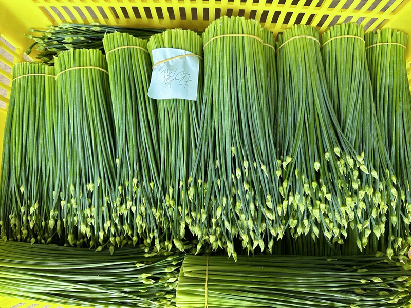 新鮮采摘的韭菜苔。
