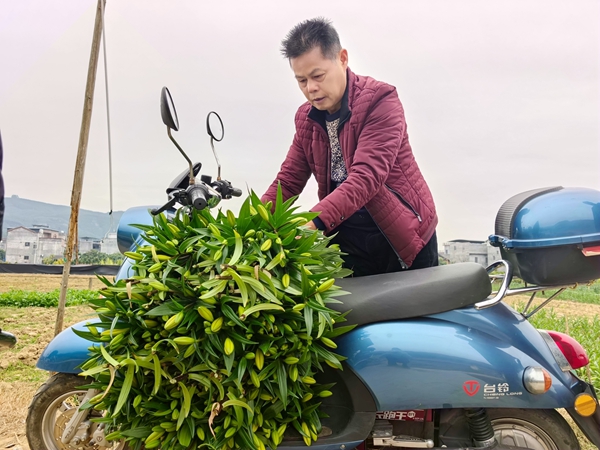 村民在搬運花卉。