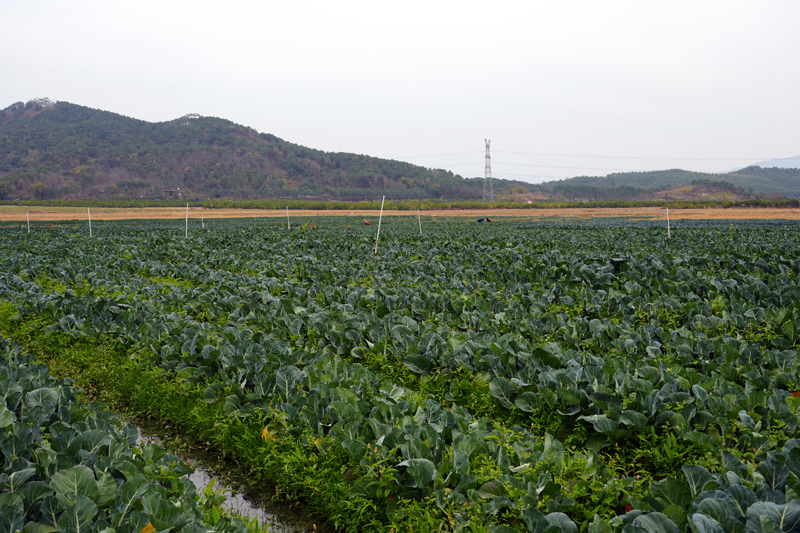 西蘭花種植基地。