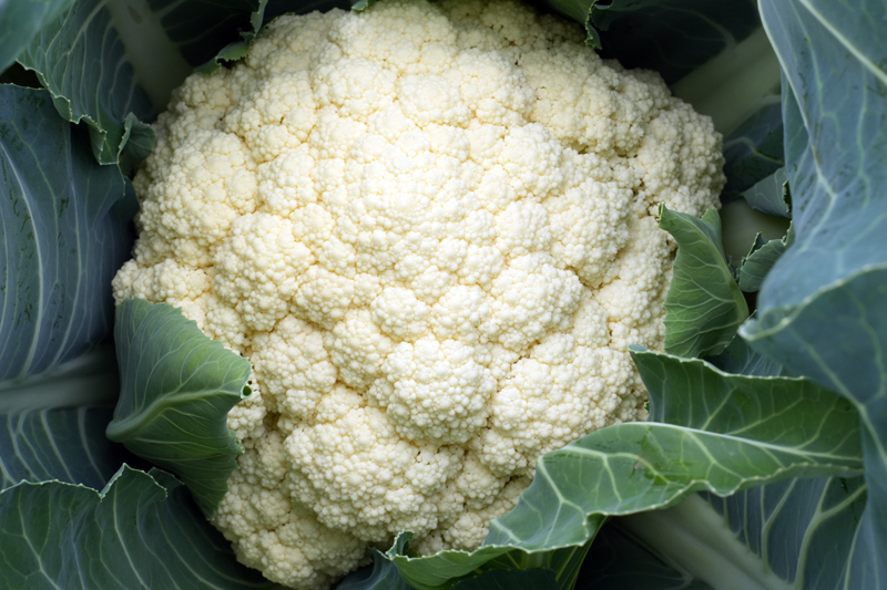 岑延杰種植的白西蘭花。