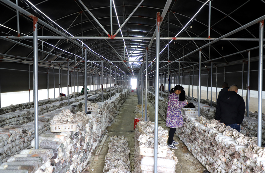 食用菌采收現(xiàn)場