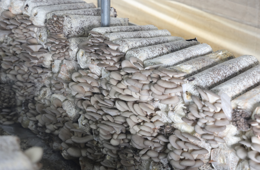 食用菌長勢良好