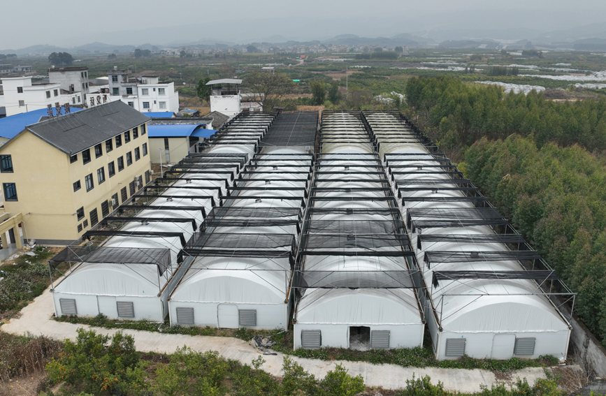 象州縣百丈鄉(xiāng)大滿村的食用菌大棚