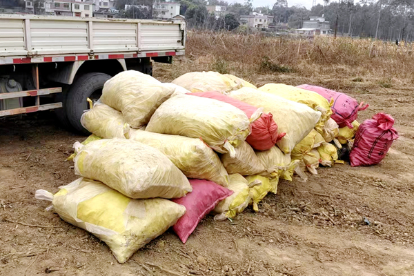 汽車運來的香芋種子。