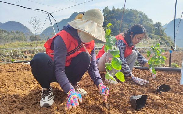 靖西市新甲鄉(xiāng)政府干部在春耕生產(chǎn)一線勞動(dòng)