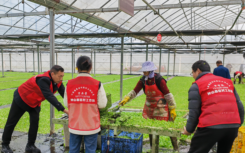 鐘山：駐村隊(duì)員新春忙 助力農(nóng)業(yè)增產(chǎn)增收
