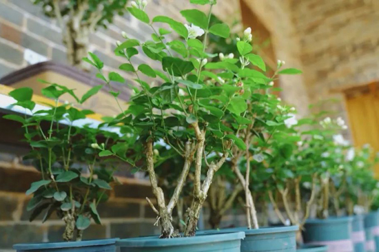 茉莉盆栽生機(jī)勃勃