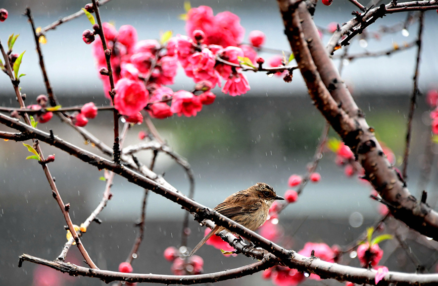一只小鳥在桃花枝上停留。