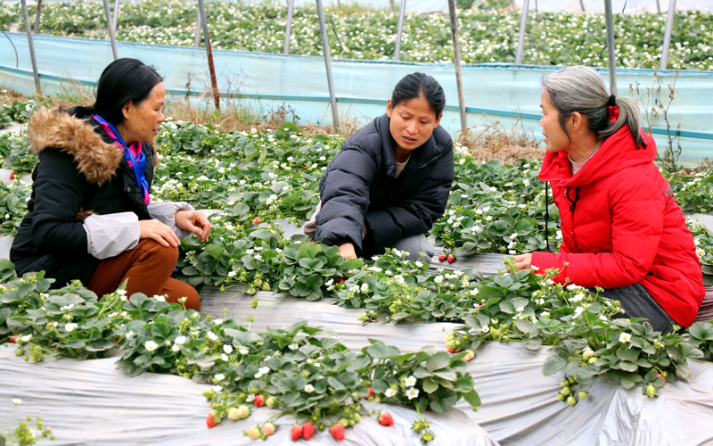 農(nóng)技專(zhuān)家把先進(jìn)的種植技術(shù)和管理方法傳授給草莓種植戶(hù)。