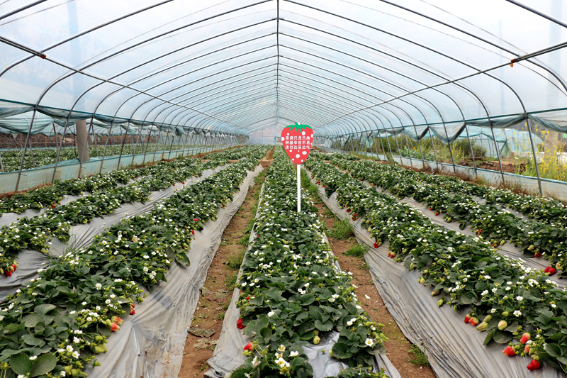 在一壟壟翠綠的植株間，隨處可見(jiàn)鮮紅嬌嫩的草莓。