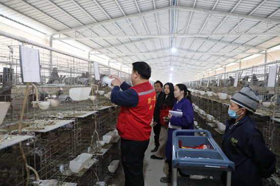 陶化村第一書(shū)記查看鴿子生長(zhǎng)情況