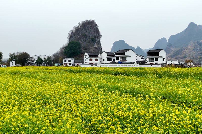 油菜花海。王孝強攝