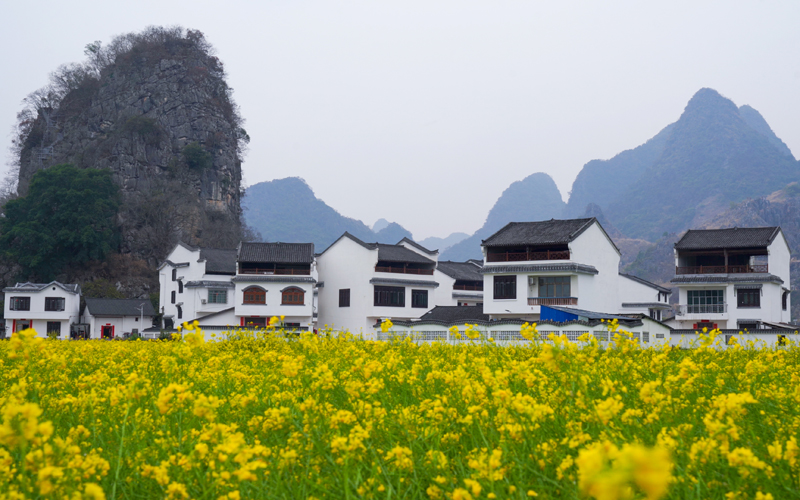 油菜花扮靚村莊。王孝強攝