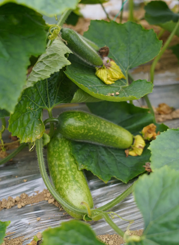 毛節(jié)瓜長勢喜人