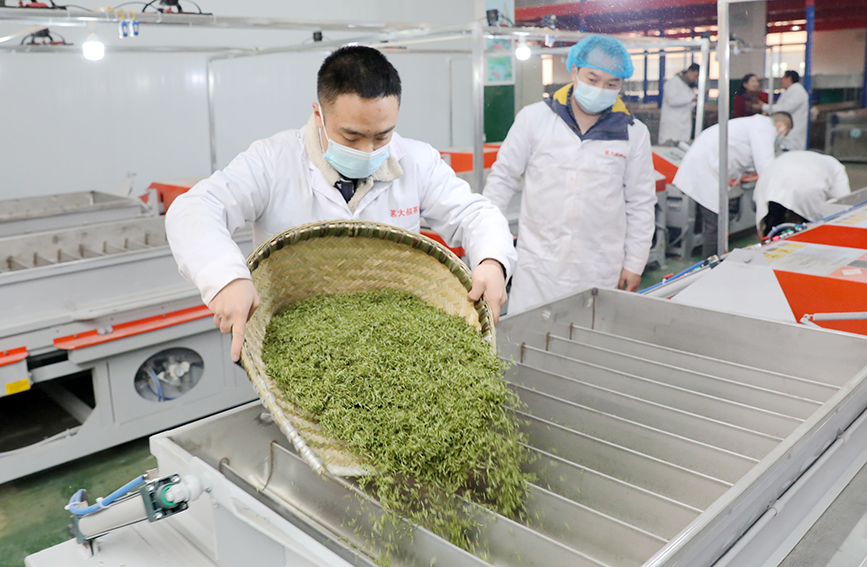 茶企搶鮮趕制早春茶。龔普康攝