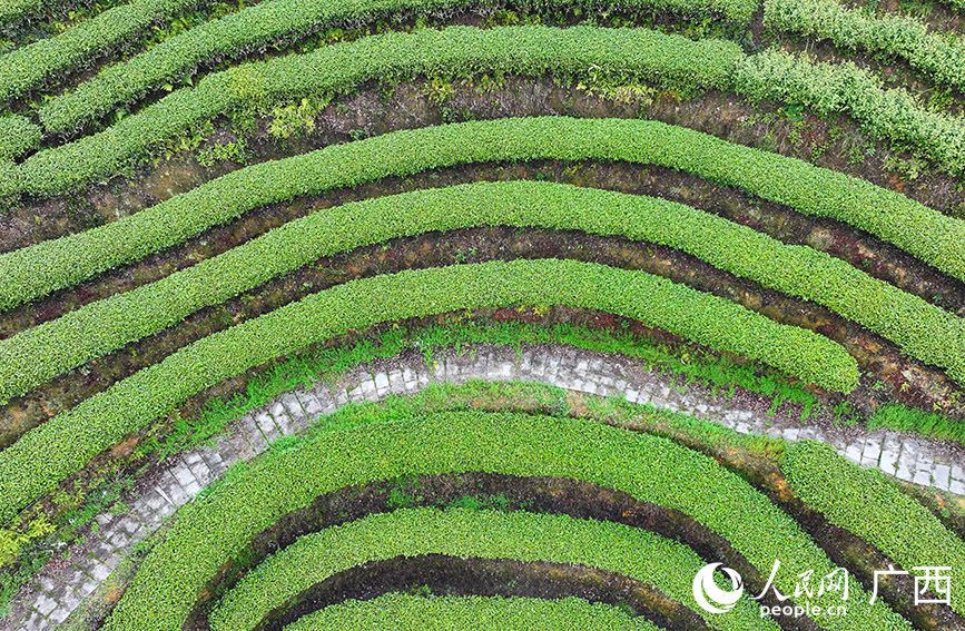 層次分明的茶園。人民網(wǎng) 付華周攝