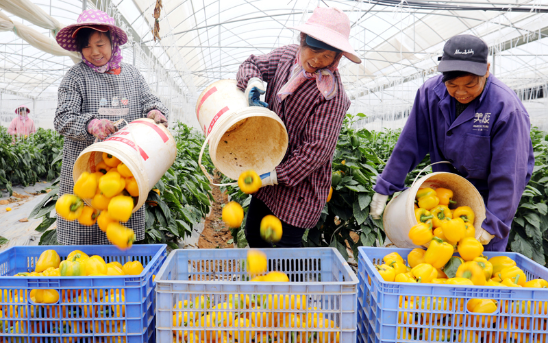 把剛采摘的辣椒裝筐。