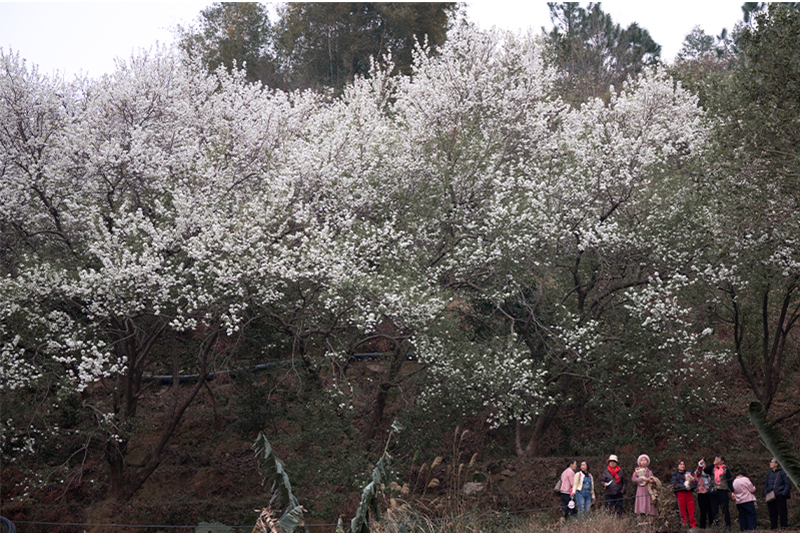 千畝梨花吸引了四方游客前來踏青賞花。陸燕攝