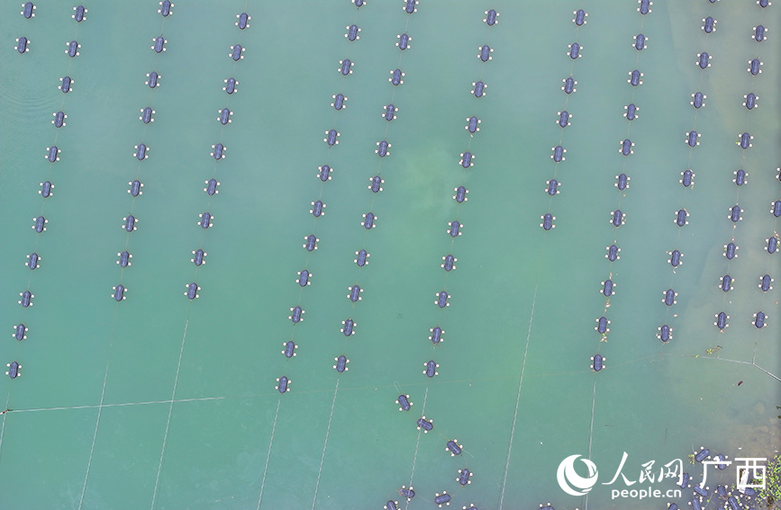 螺螄養(yǎng)殖基地。人民網(wǎng) 付華周攝