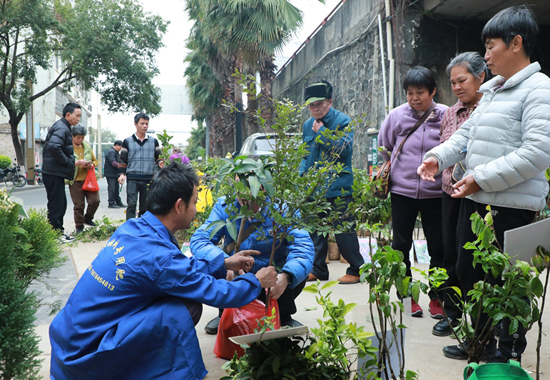 在藤縣河西的苗木市場，村民們駐足攤位前查看苗木品相。