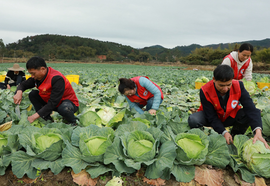 駐村干部與村干部、黨員志愿者組成“助農(nóng)服務(wù)隊(duì)”幫助農(nóng)戶搶收蔬菜。