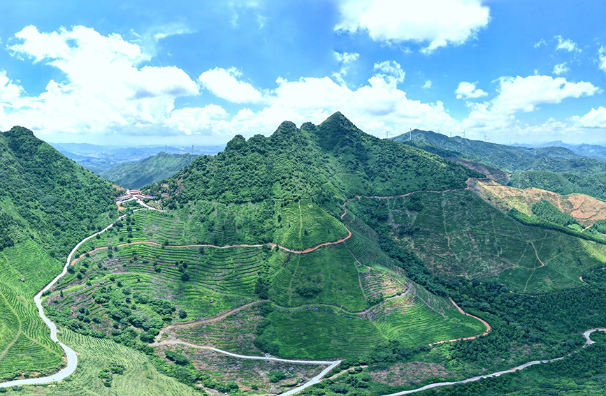 興業(yè)縣葵峰富硒茶產業(yè)園示范區(qū)。興業(yè)縣融媒體中心供圖