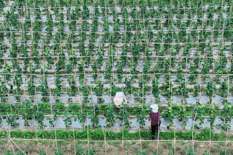 農(nóng)戶在田間護(hù)理瓜苗。